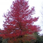 Autumn Tree, Warwick Castle Grounds
