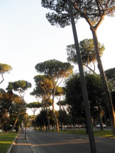 Canopy of Trees, Via de S. Gregorio, Rome